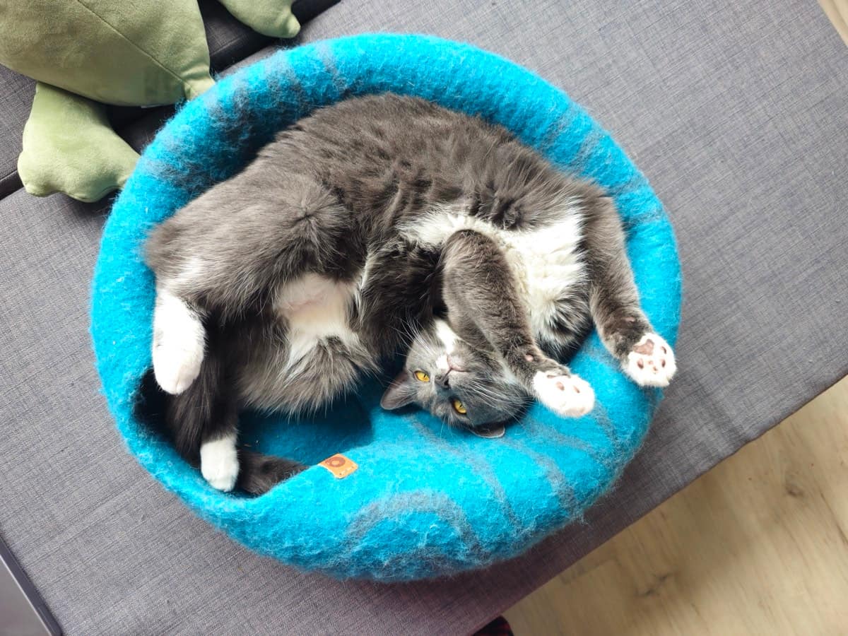 Suki, the real cat, curled upside down in a blue felt cat bed